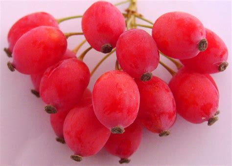 where to buy barberry fruit